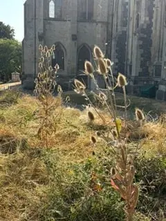 Teasel seed heads standing tall in the dry grass of the churchyard, lit by low sunlight, with the church behind
