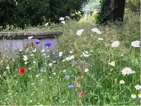 Daisies, cornflowers and poppies growing in a grass verge.