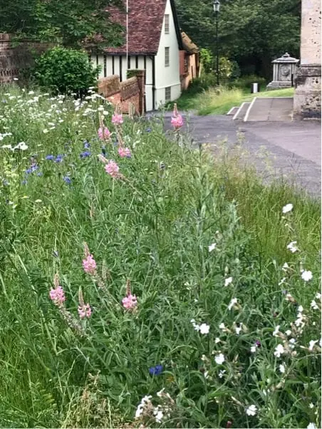 Tall pink, white and blue wild flowers on a roadside verge, with a timber-framed cottage behind.